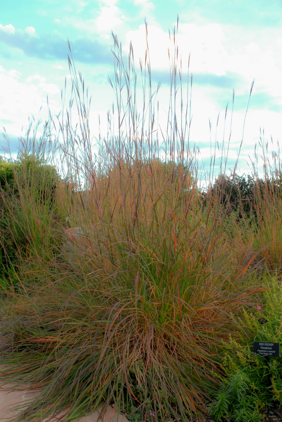 Big Bluestem